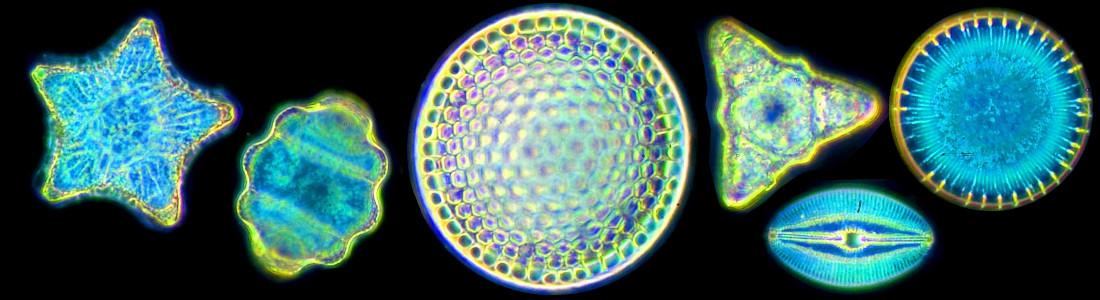 Diatoms