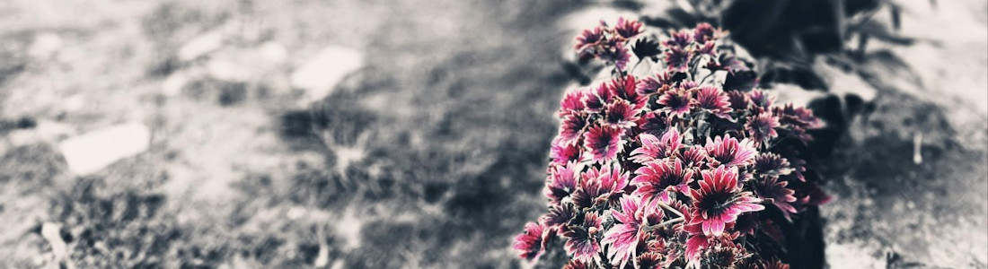 Flowers isolated magenta