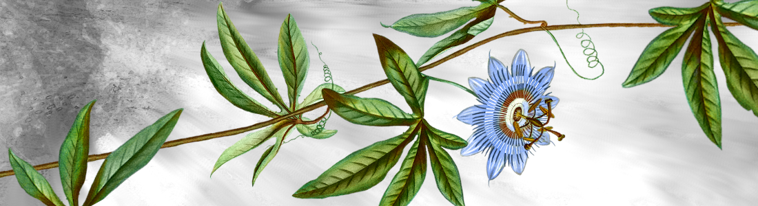 Passionflower illustration