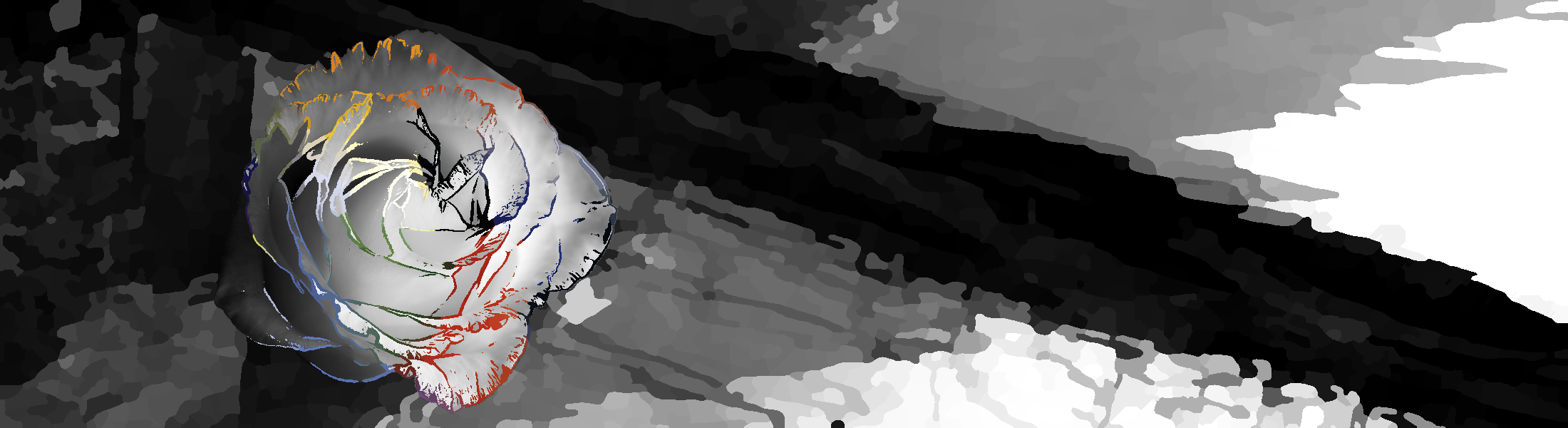 Rose rainbow outline